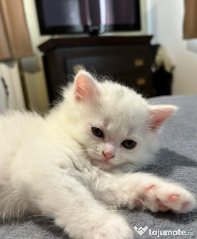 Angora turcească băieței și fetițe