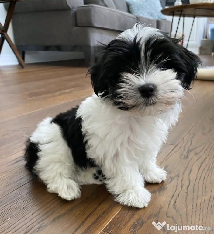 Bichon Havanez/Havanese