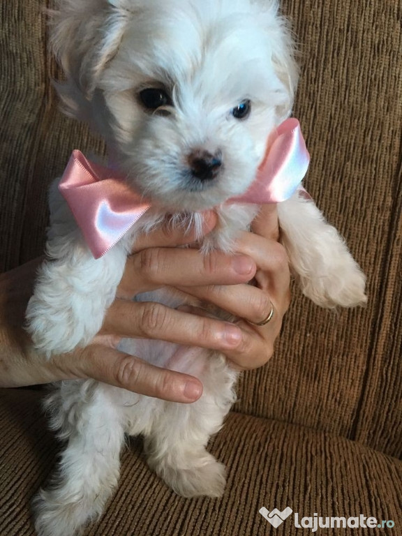 Bichon maltez mini toy