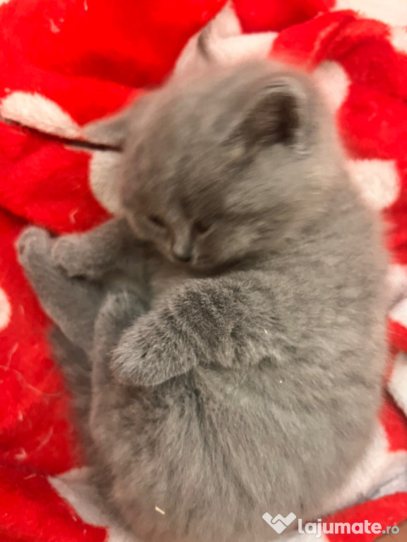 Băiețel British shorthair blue