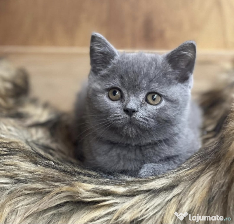 British ShortHair Blue