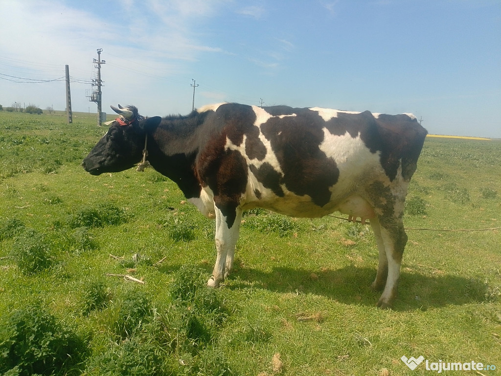 Vaca de vanzare cu vițel
