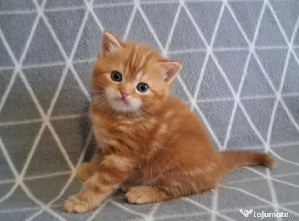British shorthair