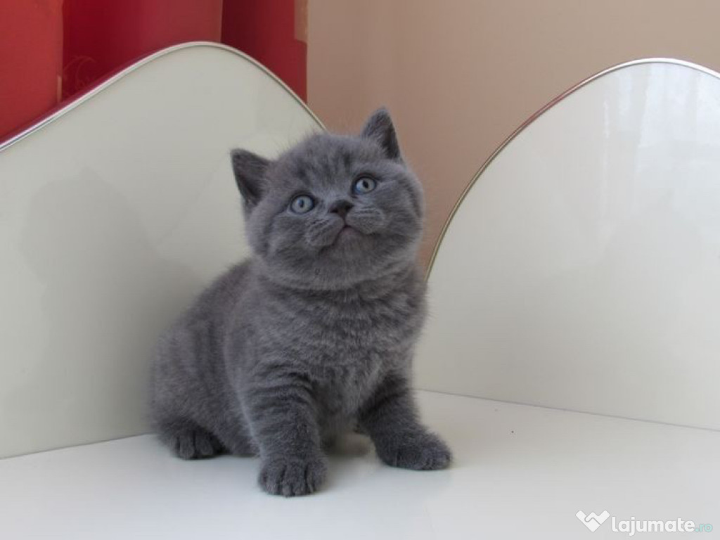 British Shorthair blue
