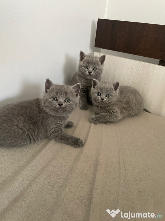 Pisici British Shorthair