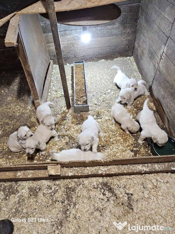 Vand catei Golden Retriever