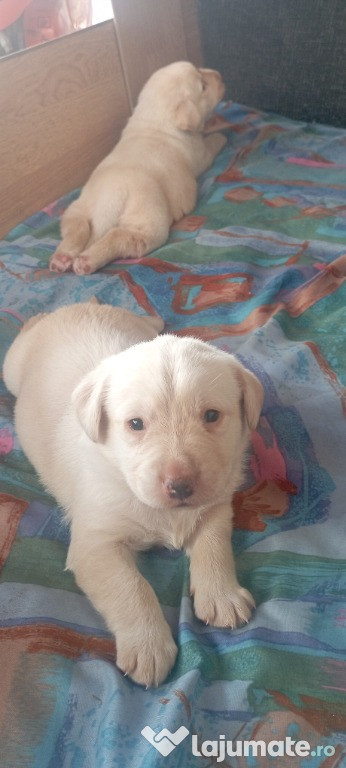 Pui labrador retriever 7 saptamani