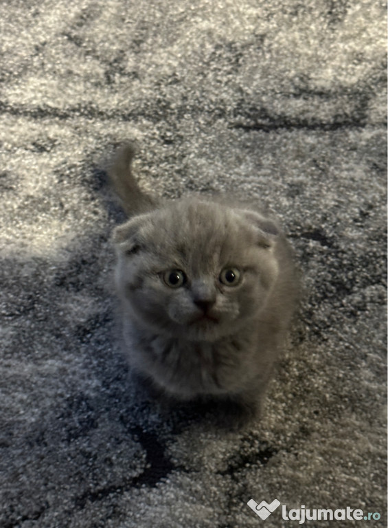 Pui Pisica Scottish Fold