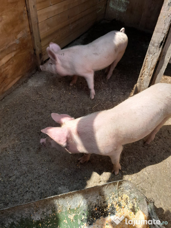 Vand porci albii doi