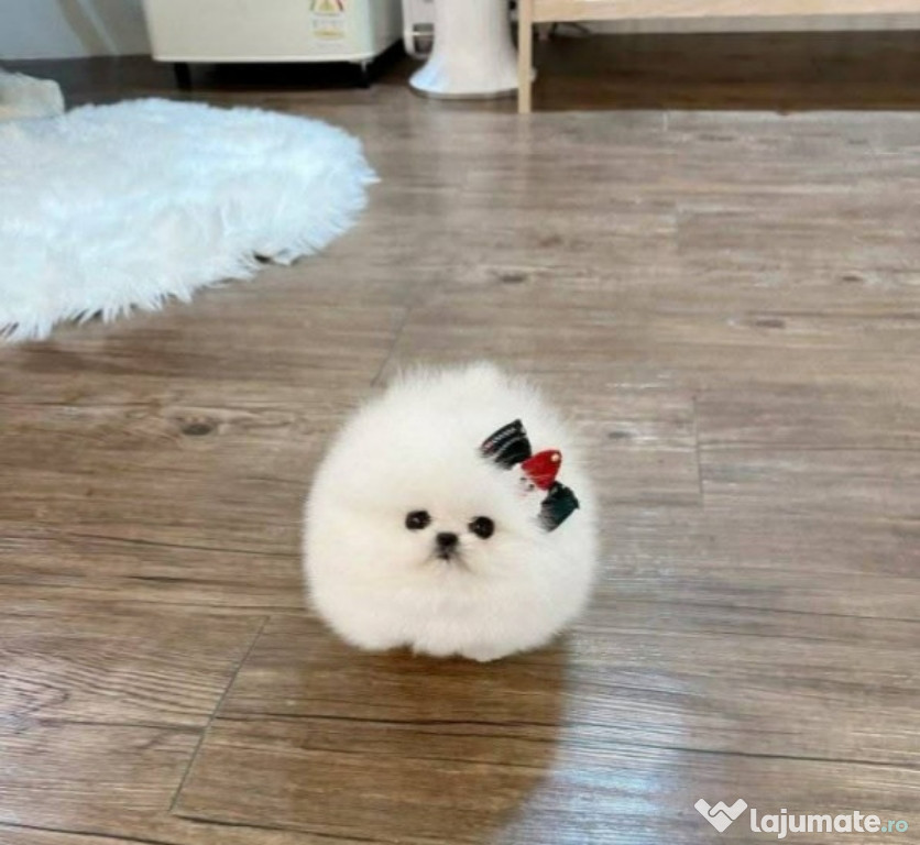 Pomeranian de talie mica