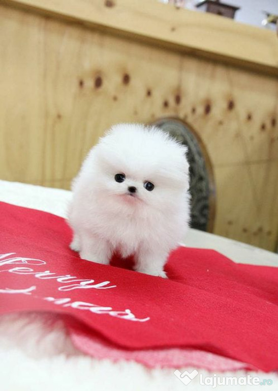 Pomeranian talie mică