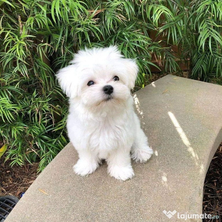 Malteză pui disponibili