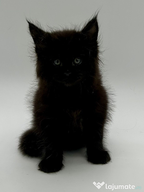 Maine Coon black