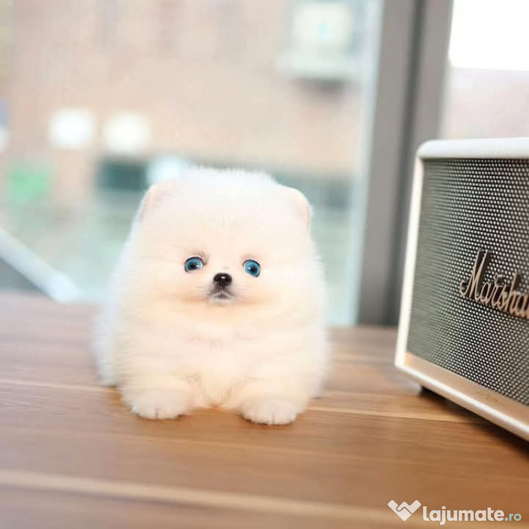 Pomeranian teacup mini