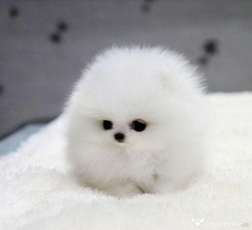 Pomeranian talie mica boo