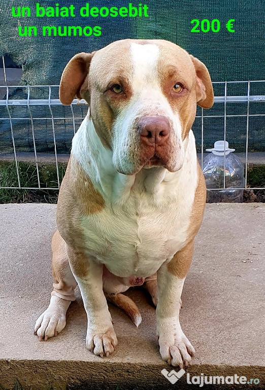 Amstaff de vanzare/ocazie