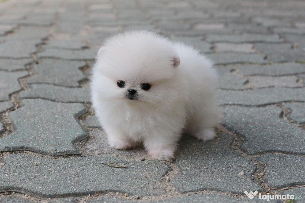 Pomeranian boo talie mica