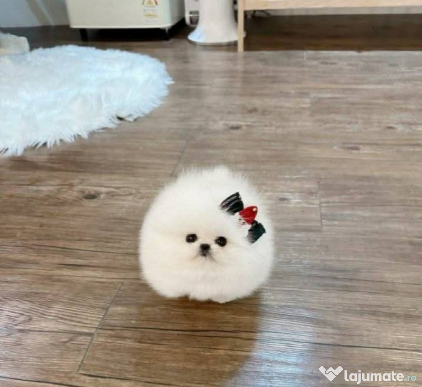 Pomeranian boo ursulet