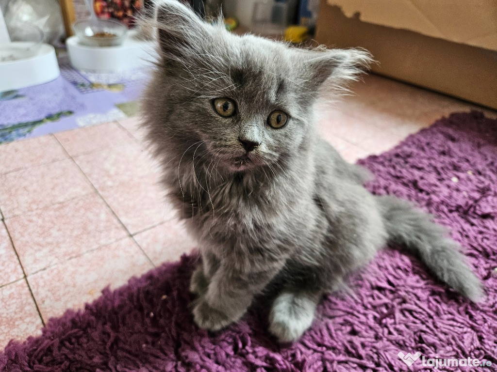 Scottish Highland fold si straight