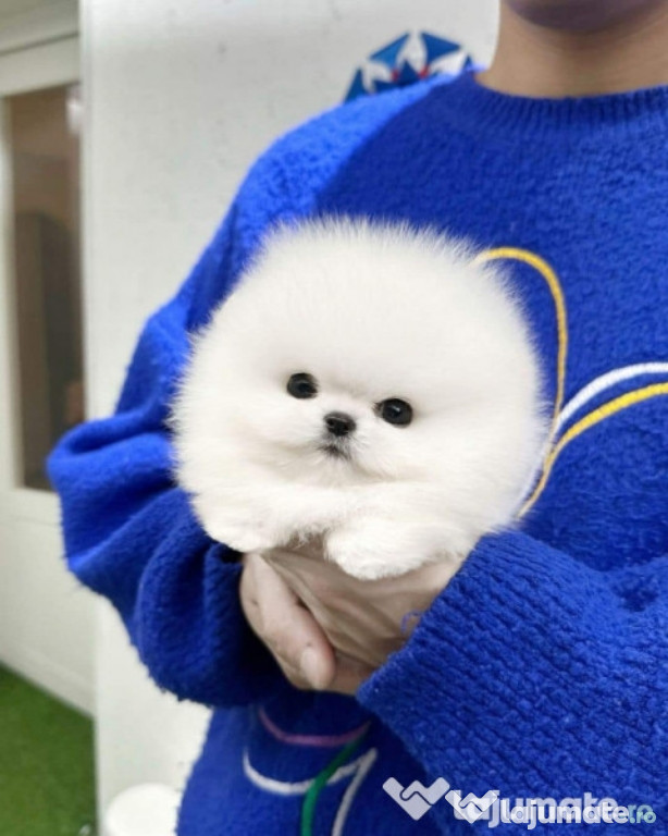 Pomeranian mini teeacup