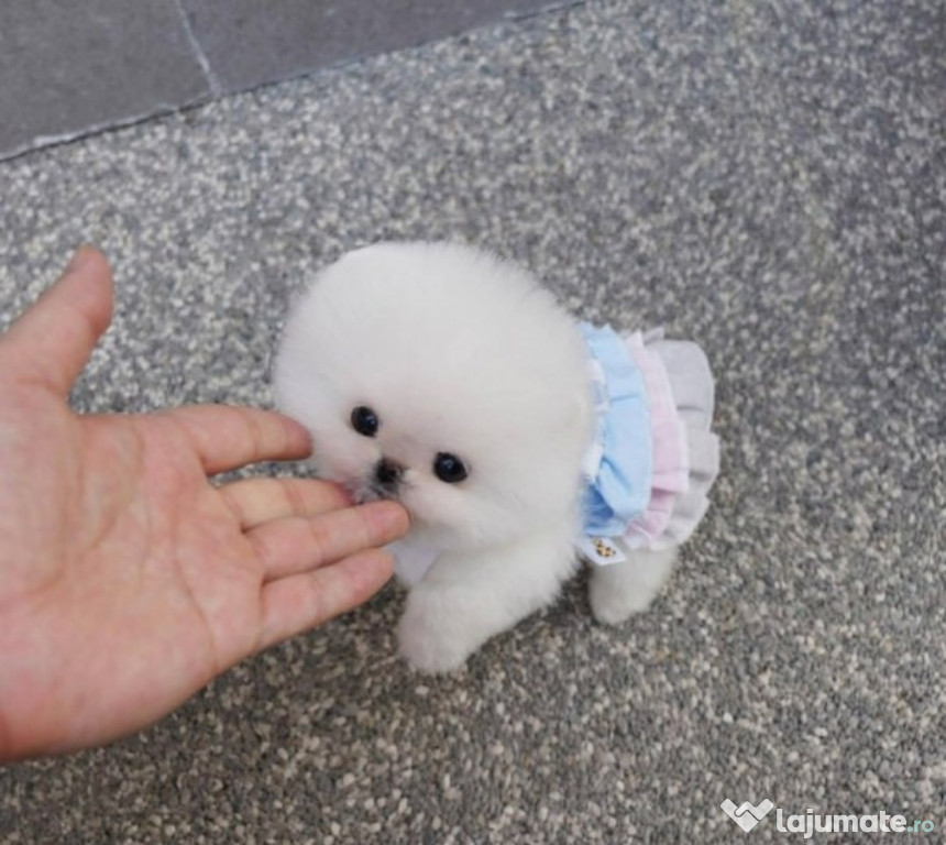 Pomeranian mini boo