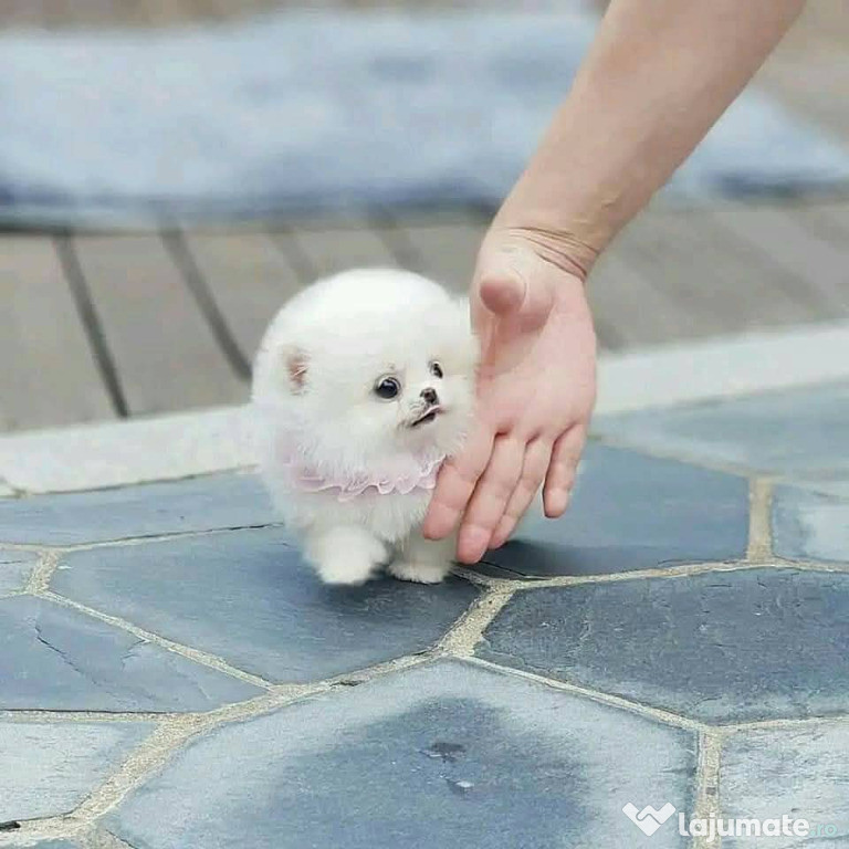 Pomeranian mini boo
