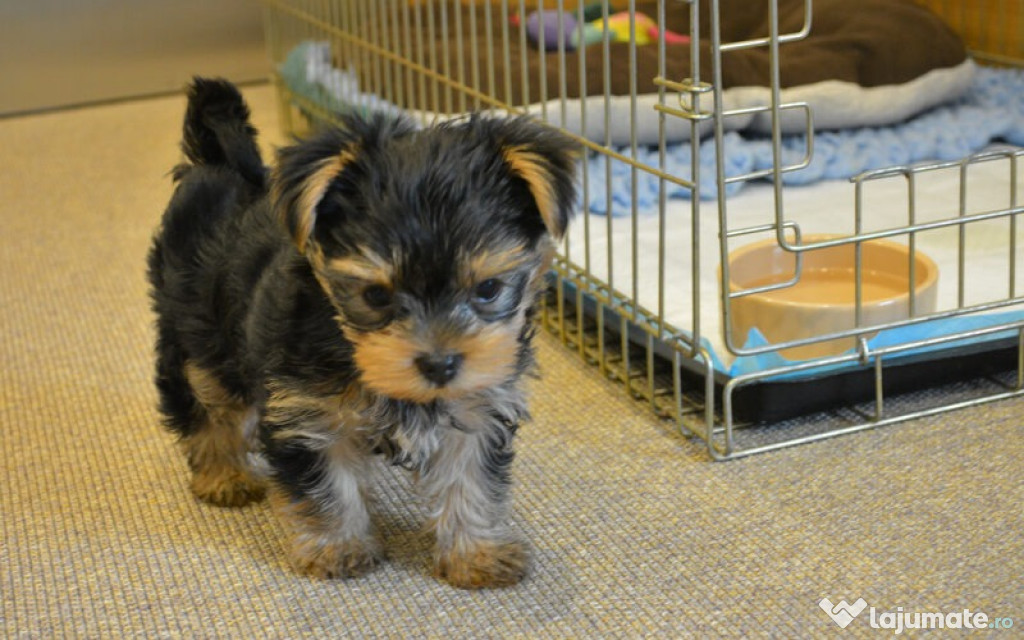 Căței Yorkshire Terrier drăguți