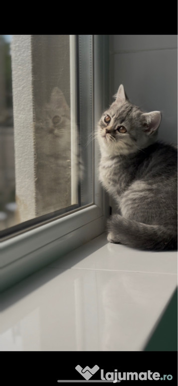 British shorthair silver