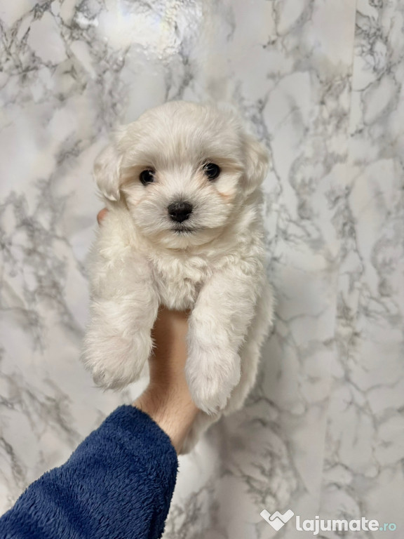 Vand Pui Bichon Maltez