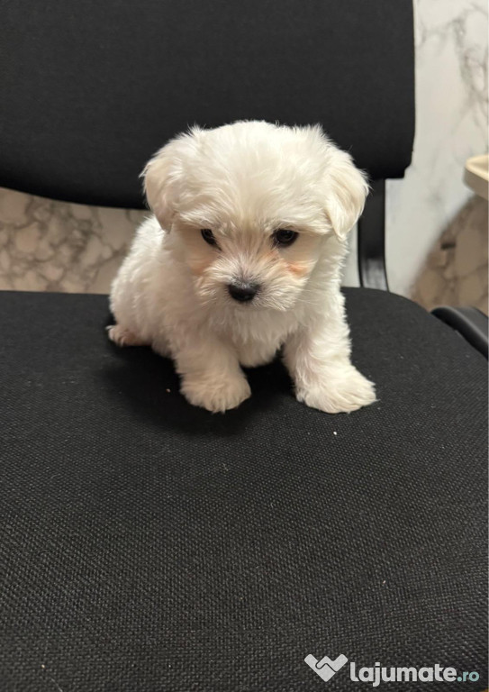 Bichon Maltez Mini Toy