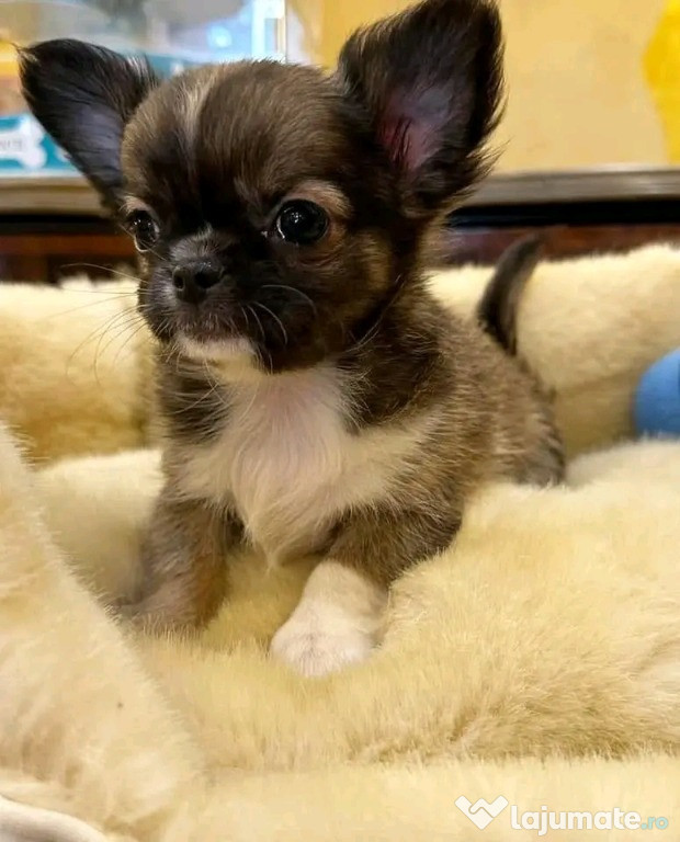 Căței chihuahua adorabili pentru relocare