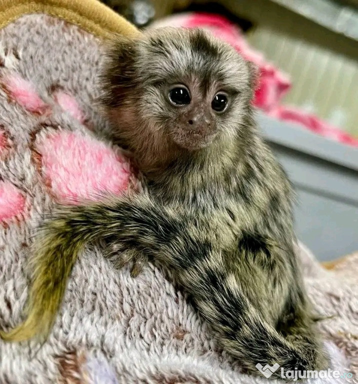 Maimuțe marmoset și capucin drăguțe pentru relocare.
