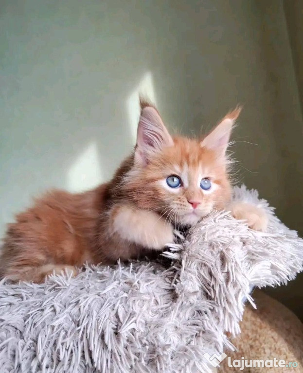 Pisicuță Maine Coon de calitate, număr WhatsApp: 0735598413