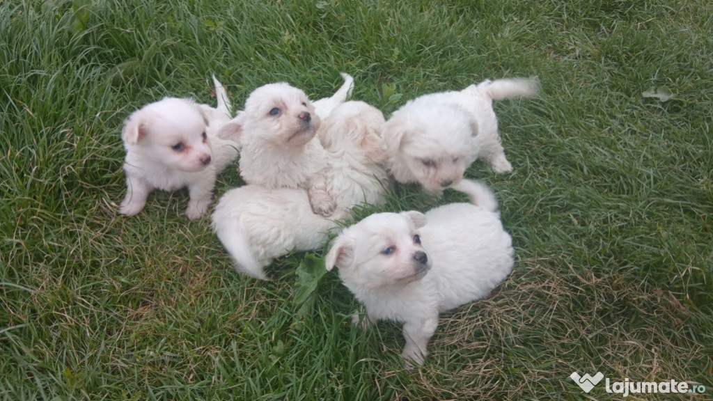 Vand catei bichon