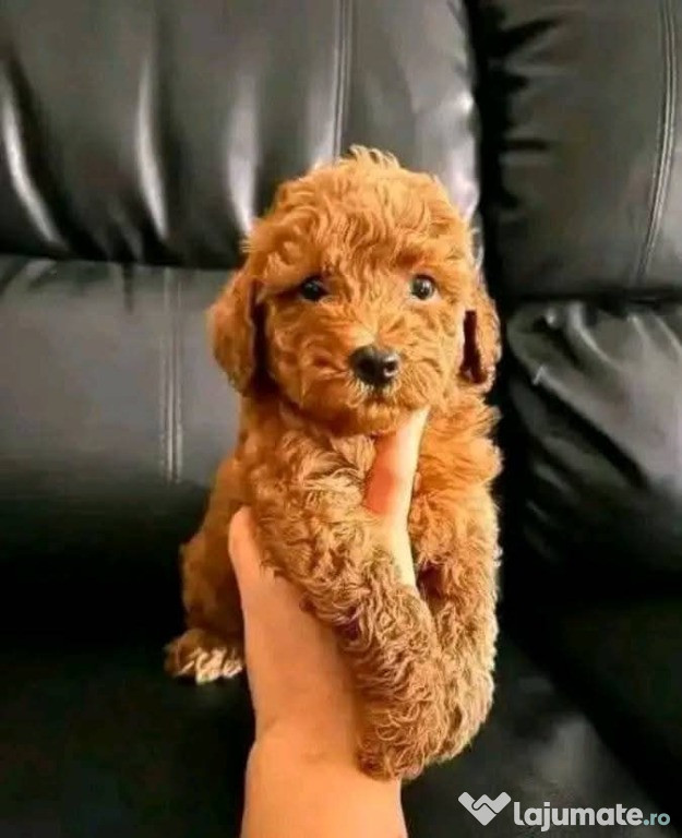 Caniche- pudel- poidle