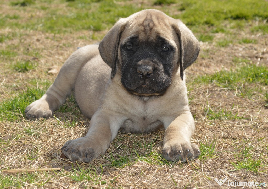 Pui de bullmastiff bulmastif