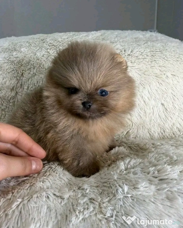Maimuțe marmoset și capucin drăguțe pentru relocare.