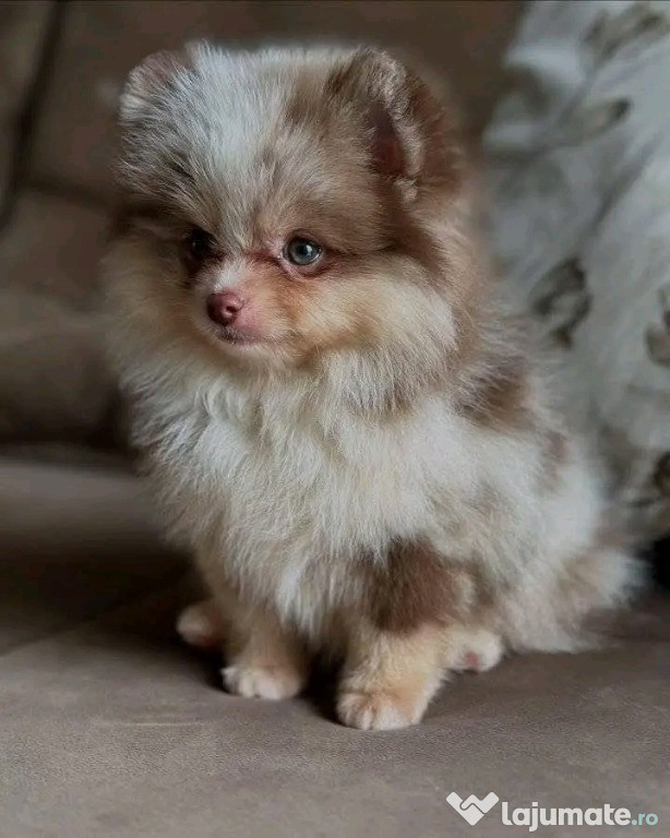 Căței pomeranian drăguți și adorabili pentru relocare