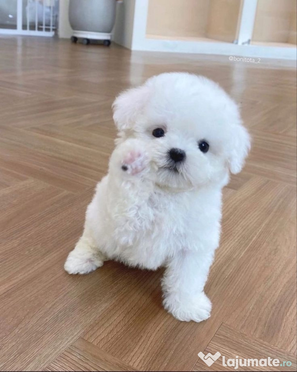 Bichon maltez mini toy alb