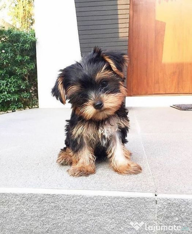Yorkshire terrier talie mica
