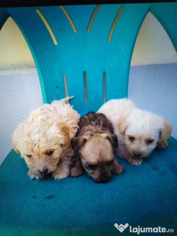 Pui bichon 2 luni femelă
