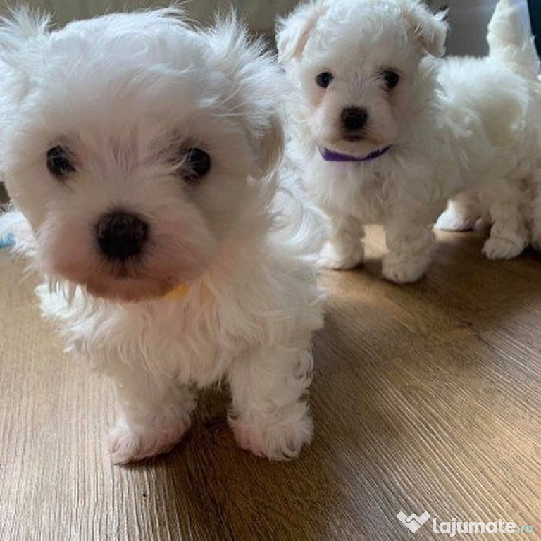 Căței Maltezi Super Adorabili, Tip Cupă de Ceai