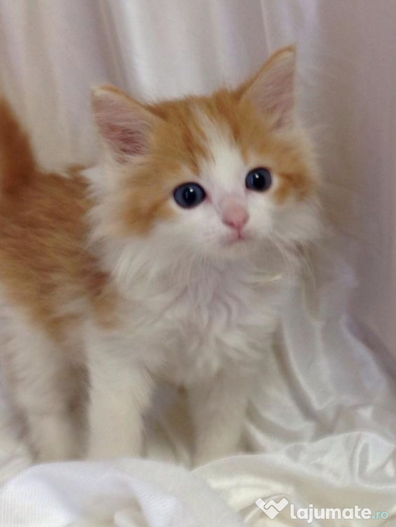 Maine Coon puiuți