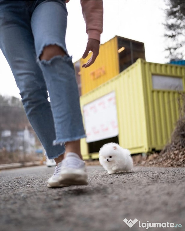 Pomeranian puppy boo