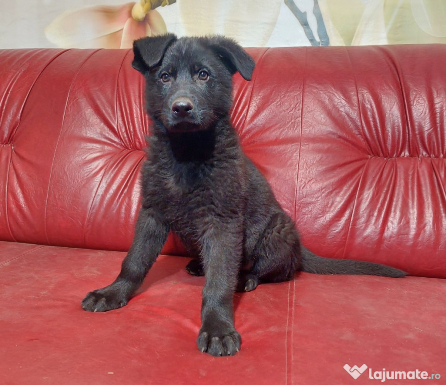 Pui Ciobanesc German Negru
