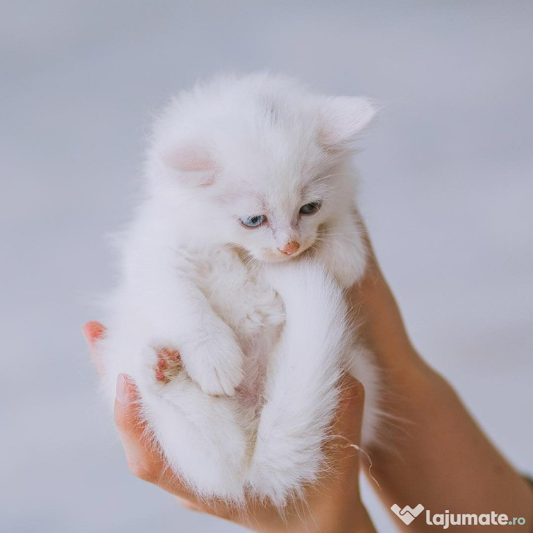 ANGORA TURCEASCA