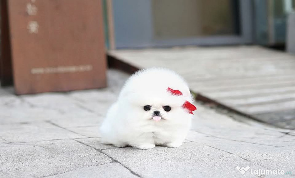 Pomeranian adorabili boo original