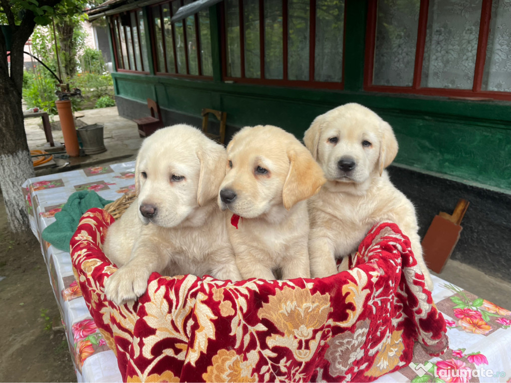 Labrador Retriever