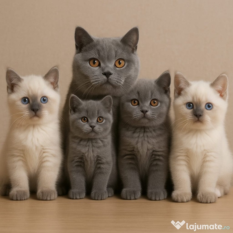 Pui pisica British Shorthair