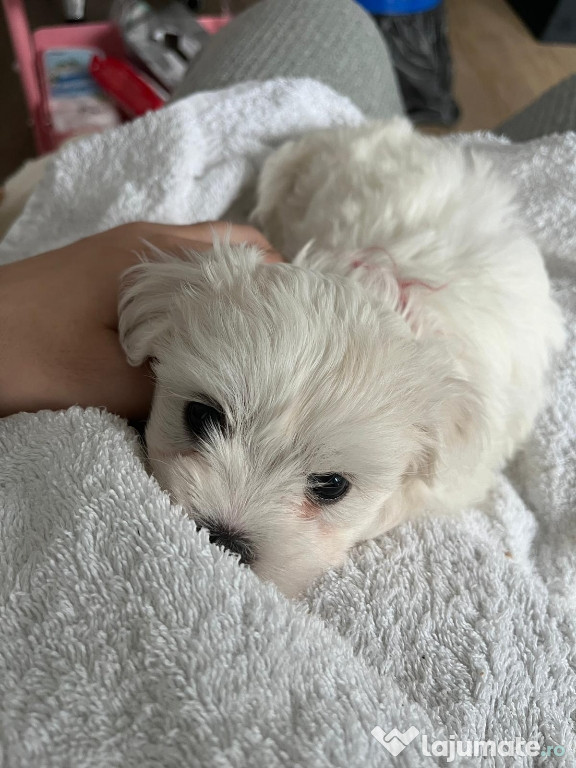 Bichon maltez talie mica